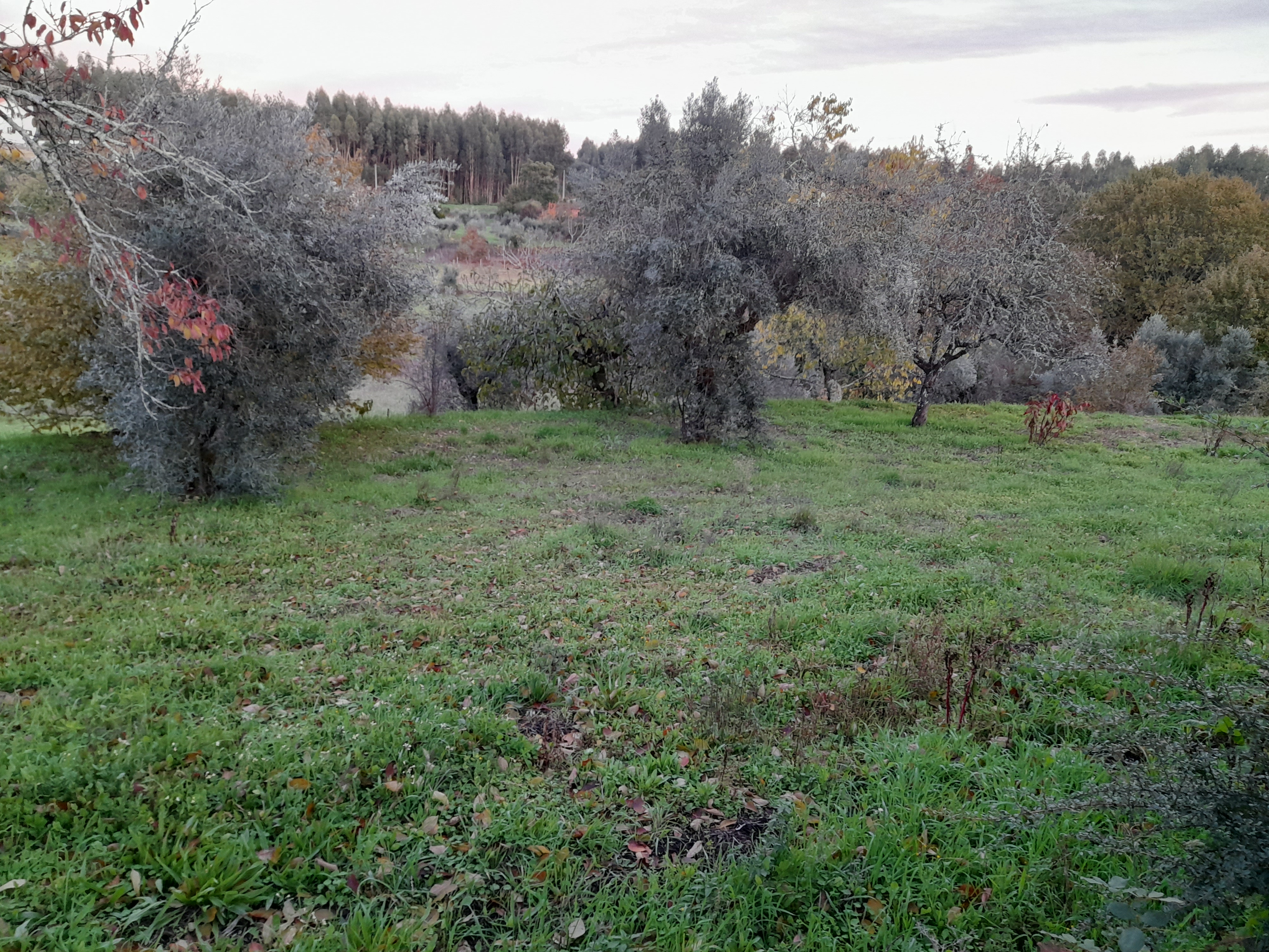 Jardim e varanda